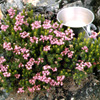 04 035 Red Heather is Phyllodoce Enpetriformis (388k)
